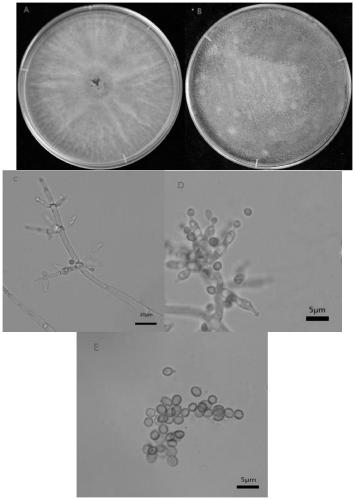 Biocontrol strain TMN-1, and preparation method and application of biocontrol microbial inoculum
