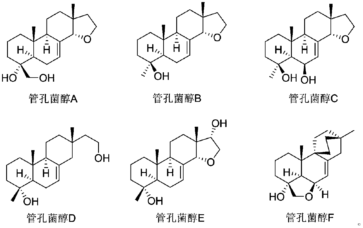 Application of class of norditerpenoid compounds Guankongjunchun derived from pitoporus betulinus