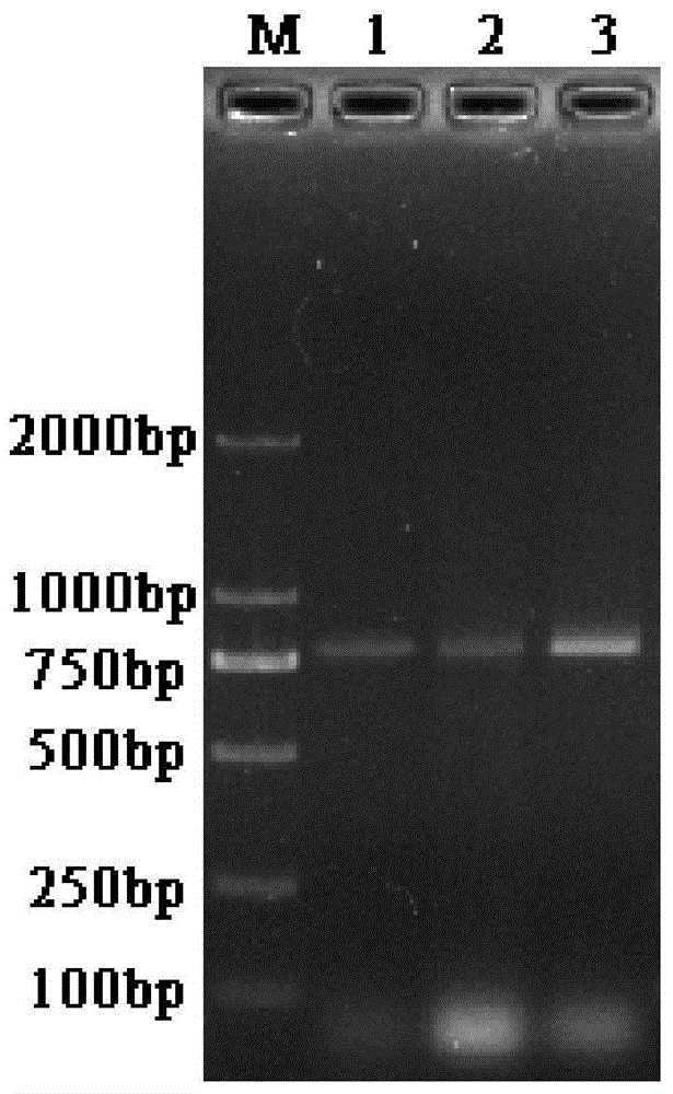 Hebei Baizhu pcr identification kit and identification method