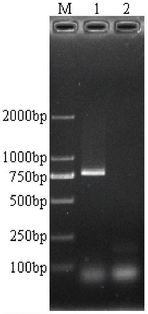 Hebei Baizhu pcr identification kit and identification method