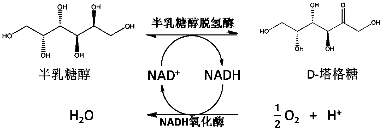 A method for enzymatically preparing d-tagatose