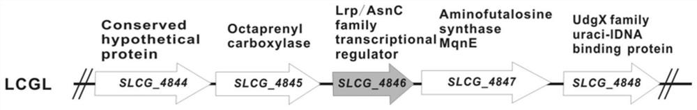 Method for improving yield of lincomycin through streptomyces lincolnensis regulation gene combination modification
