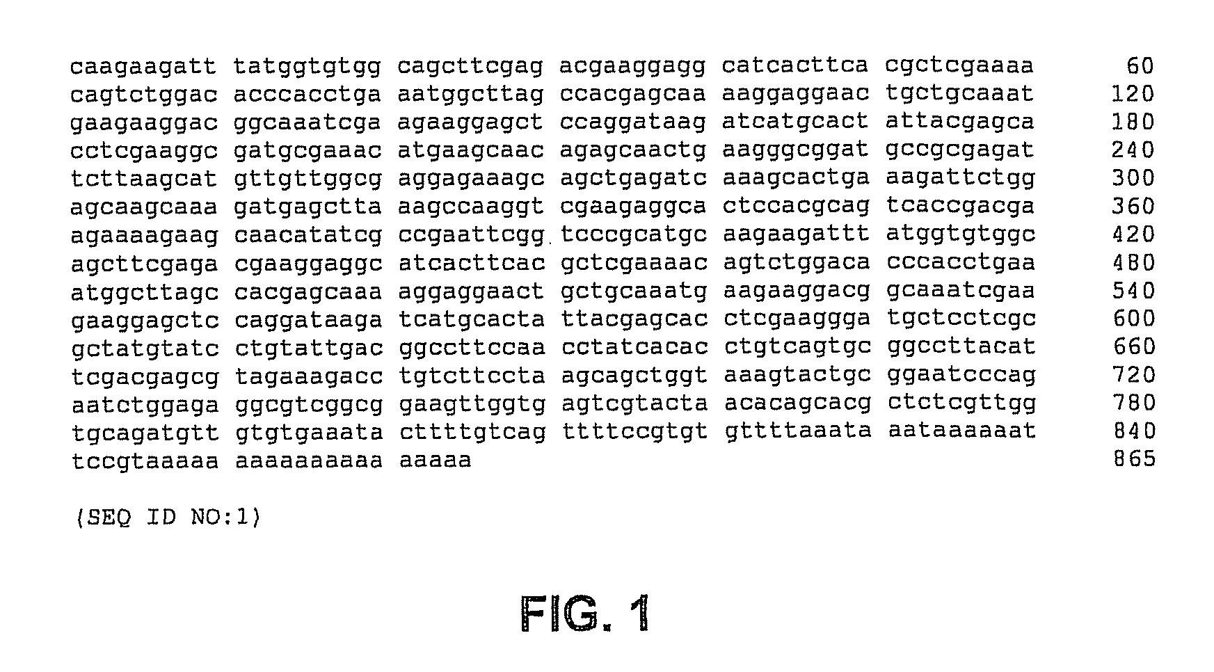 Methods, devices, kits and compositions for detecting roundworm