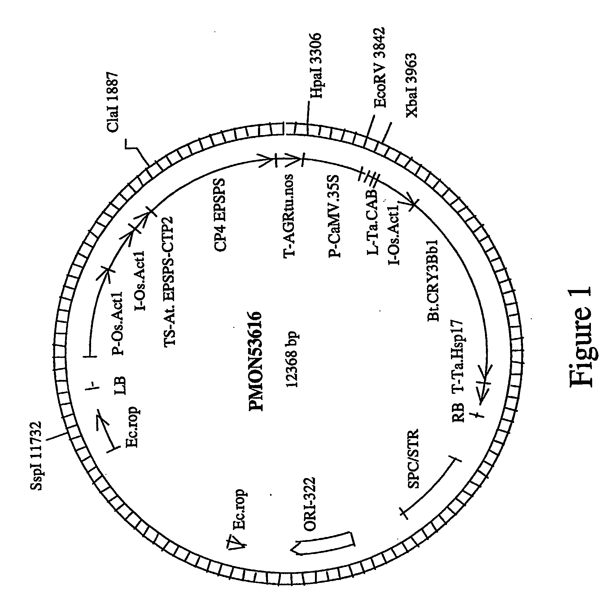 Corn Plant Mon88017 and Compositions and Methods for Detection Thereof
