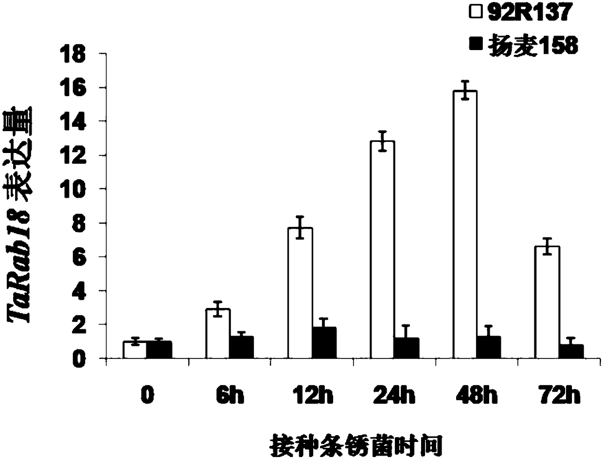 A small GTP binding protein gene tarab18 and its expression vector and application