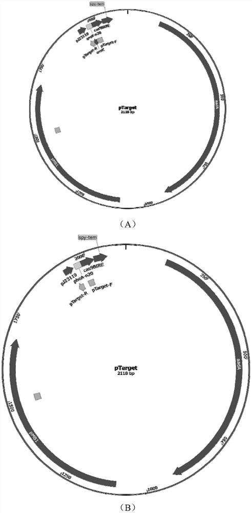 A kind of recombinant Escherichia coli with high production of l-tryptophan and its construction method