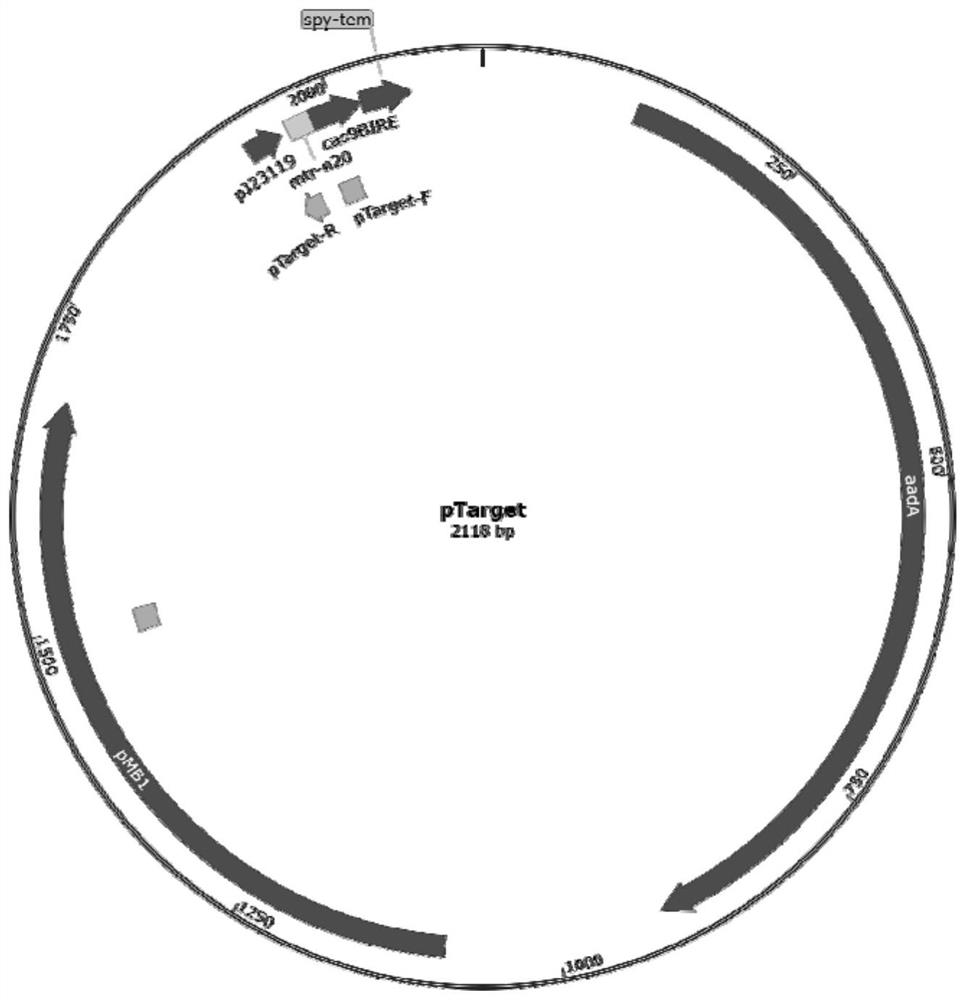 A kind of recombinant Escherichia coli with high production of l-tryptophan and its construction method