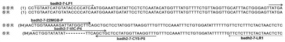 Quantitative detection method for purity of fragrant rice based on molecular biology and detection kit thereof