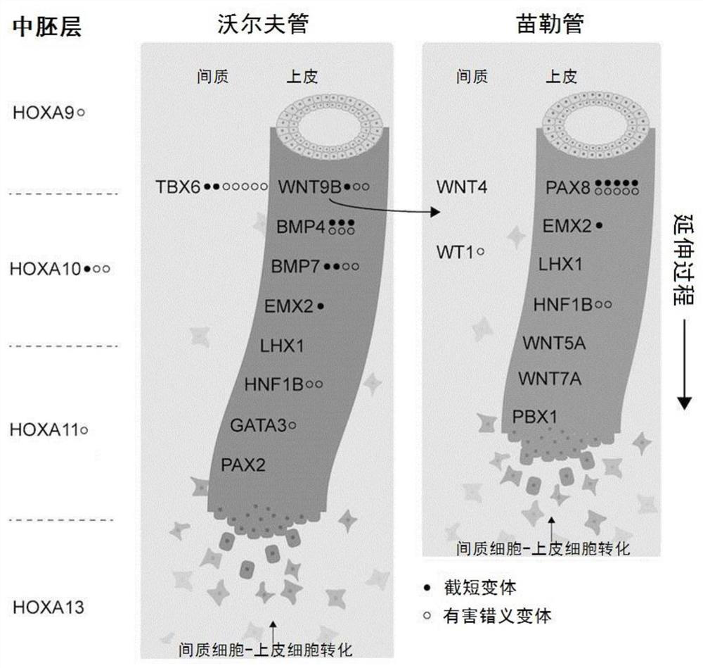 Diagnostic marker for MRKH syndrome and application thereof