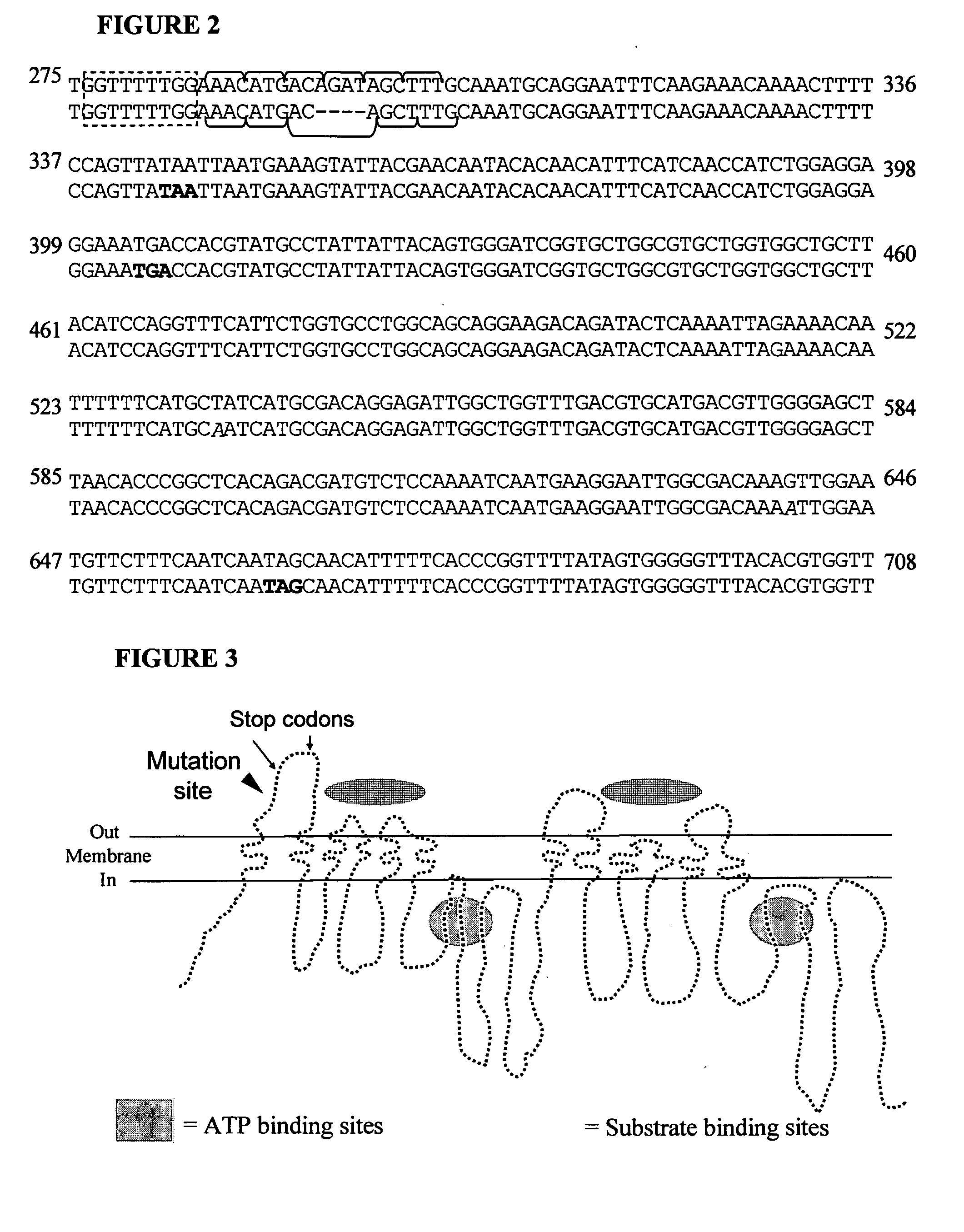 Mdr1 variants and methods for their use