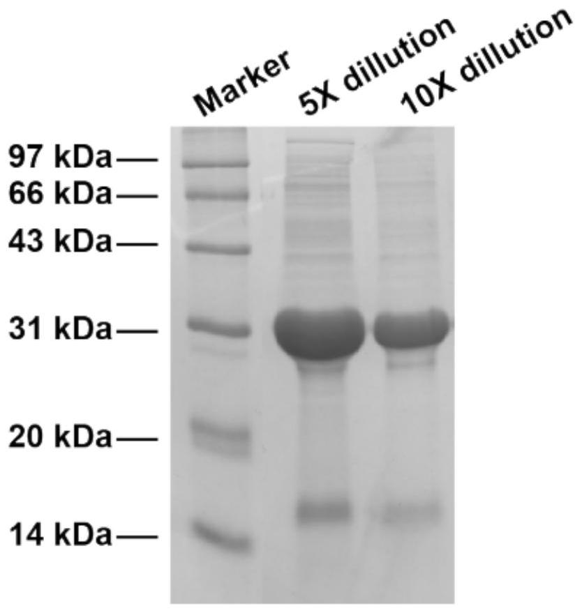 Fusion protein and application thereof in preparation of tumor drugs