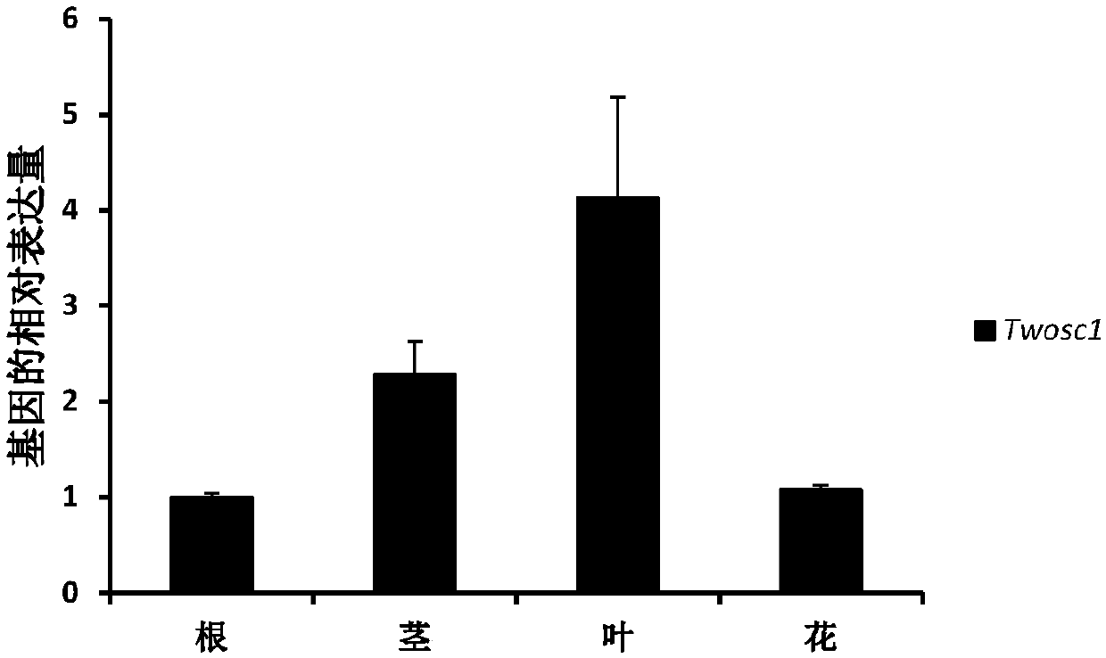 Tripterygium wilfordii triterpene synthase twosc1 and its coding gene and application