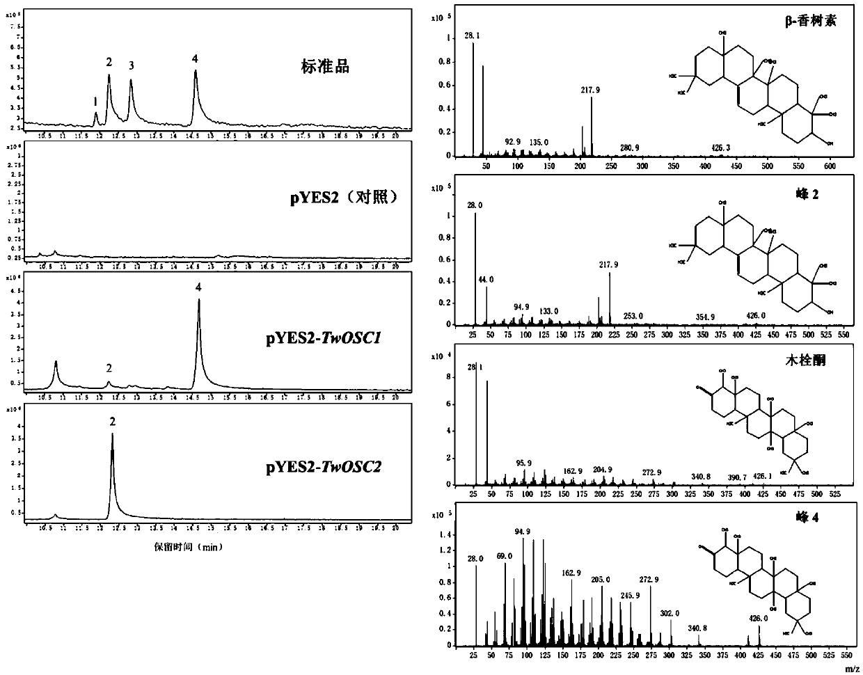 Tripterygium wilfordii triterpene synthase twosc1 and its coding gene and application