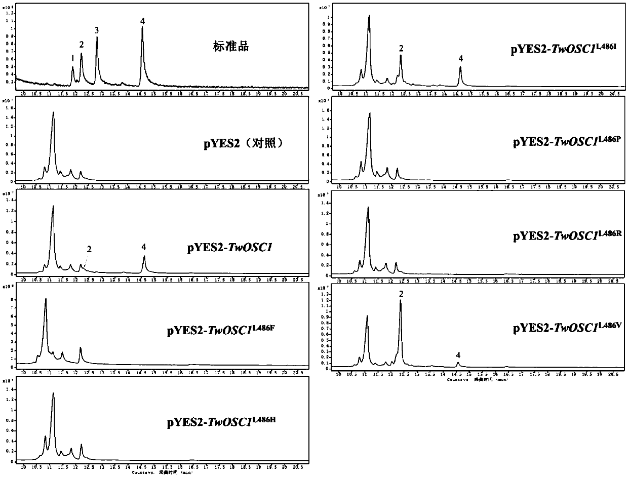 Tripterygium wilfordii triterpene synthase twosc1 and its coding gene and application
