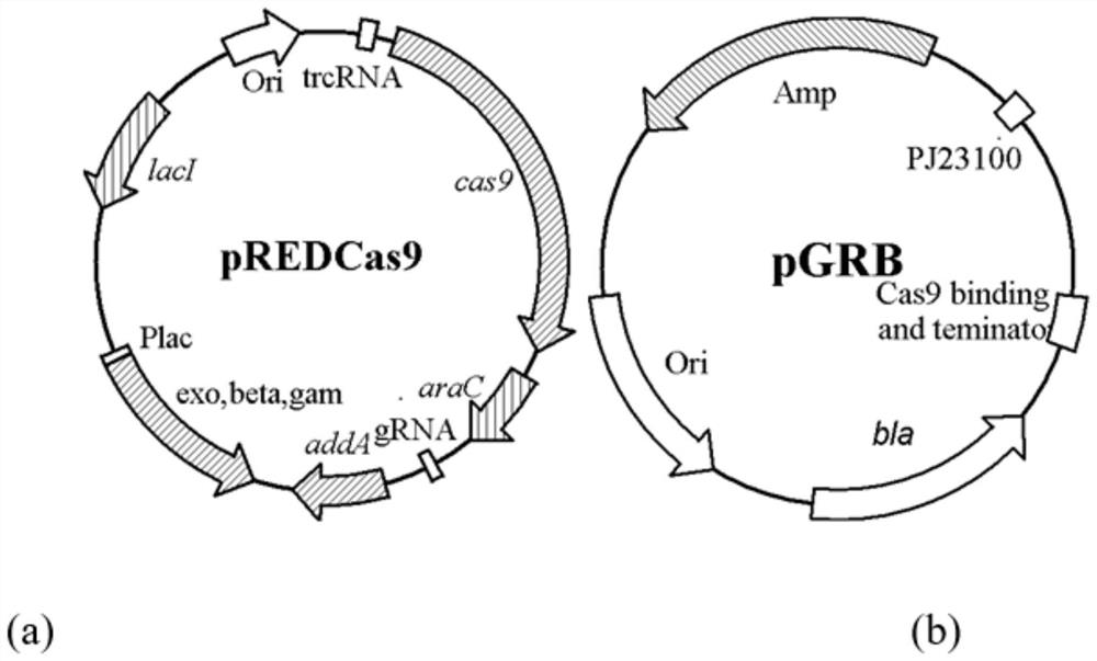 Genetically engineered bacteria producing l-arginine and its construction method and application