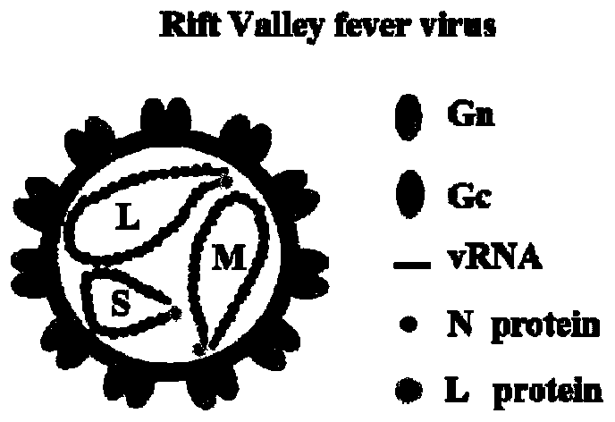 Composition for preparation of low-toxicity rift valley fever virus, preparation method of composition and RVFV attenuated vaccine