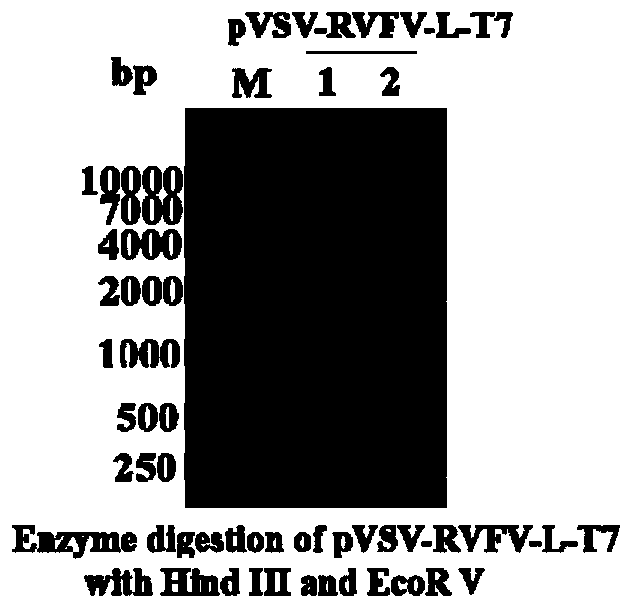 Composition for preparation of low-toxicity rift valley fever virus, preparation method of composition and RVFV attenuated vaccine