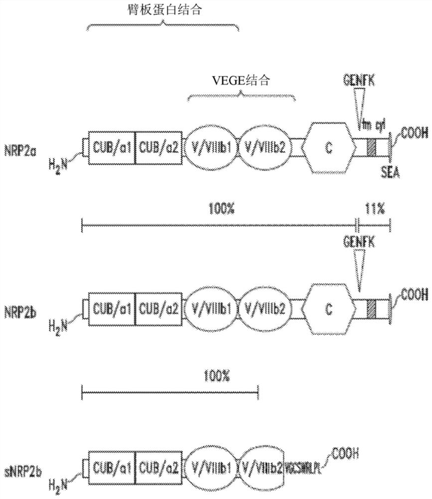 Compositions and methods for treating nrp2-associated diseases