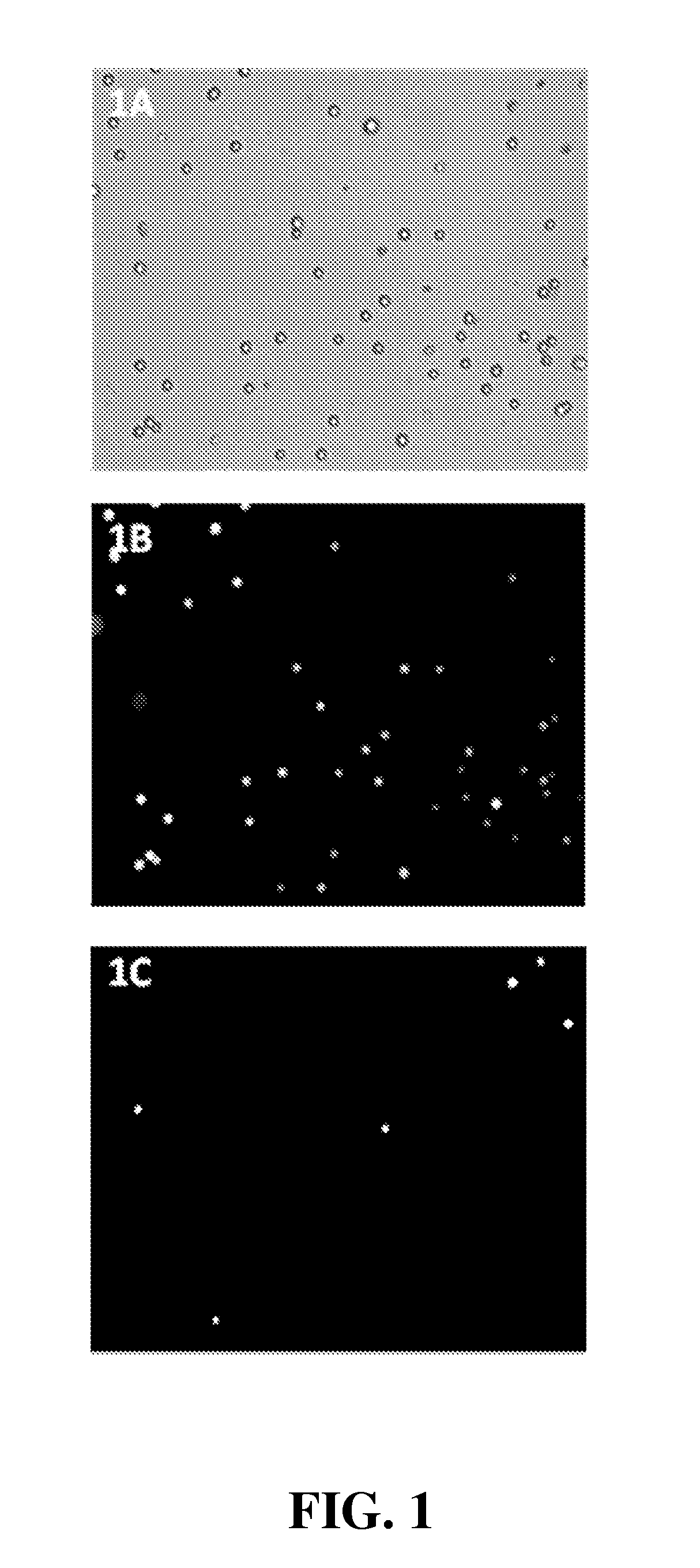 Method and kit for assessing viable cells