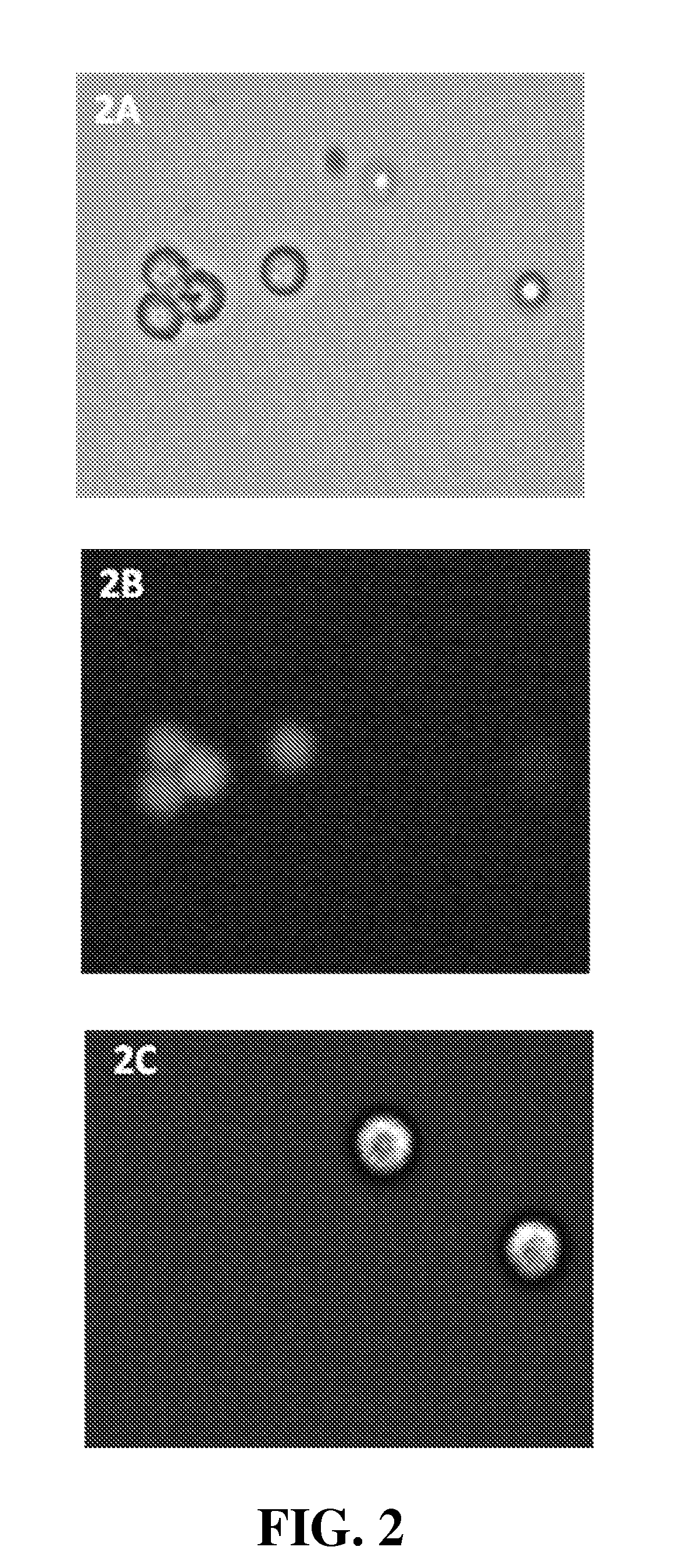 Method and kit for assessing viable cells