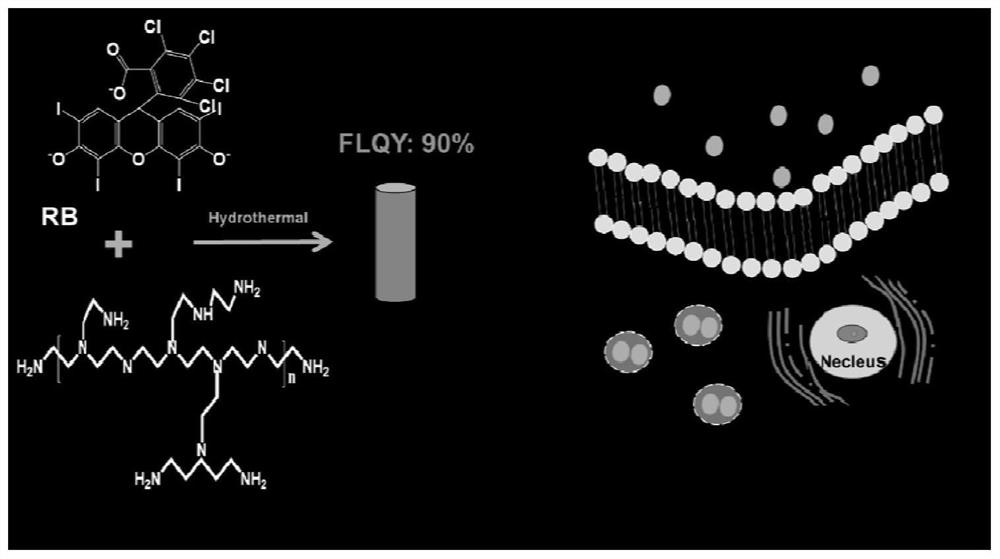 Preparation and application of an ultra-bright fluorescent carbon dot