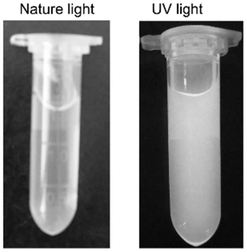 Preparation and application of an ultra-bright fluorescent carbon dot