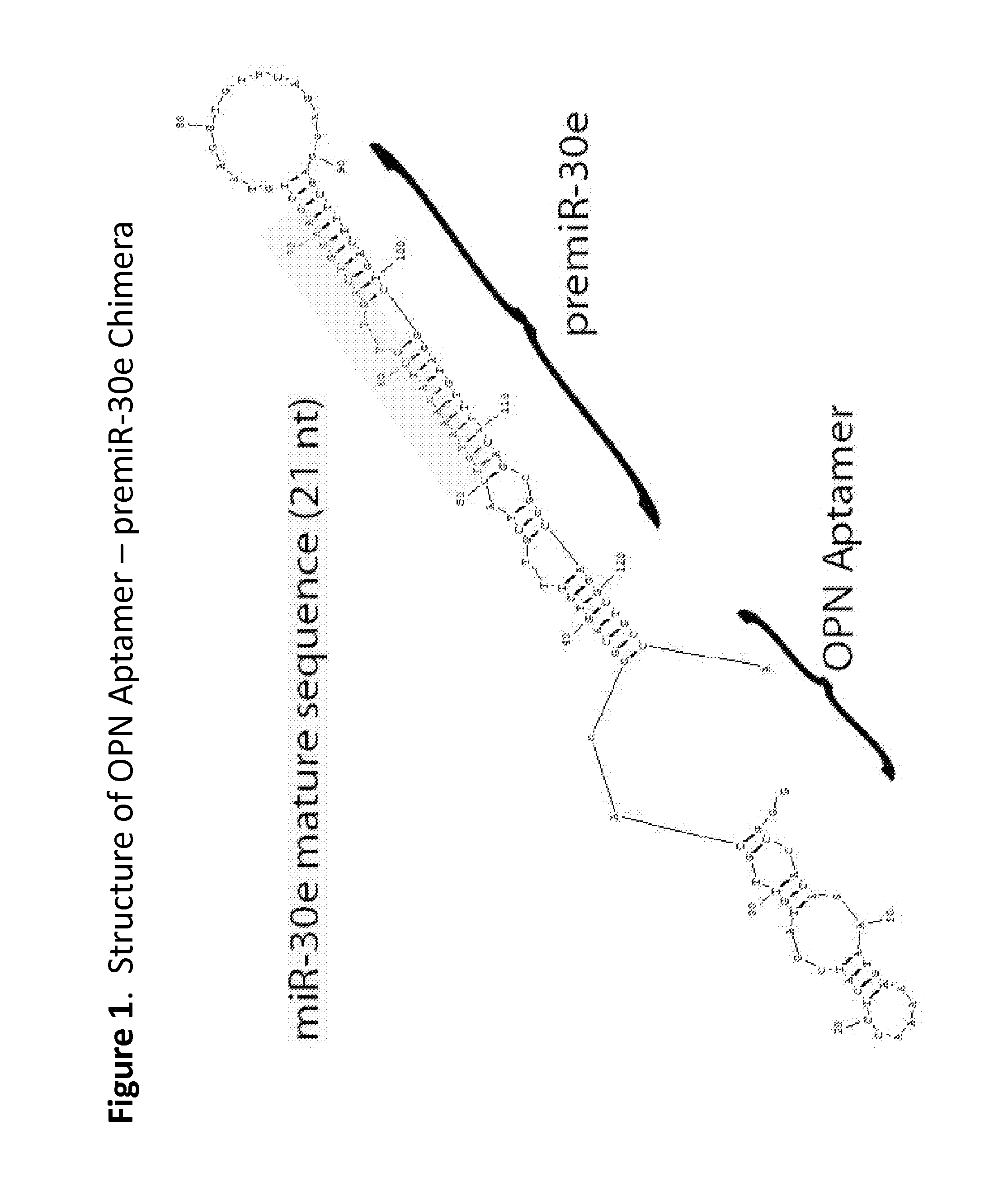 Methods and compositions employing an osteopontin aptamer to deliver nucleic acids into smooth muscle, endothelial, cardiac and progenitor/stem cells