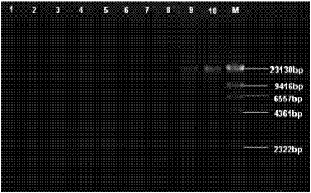 Soil DNA extraction method for analyzing microbial community structure of polycyclic aromatic hydrocarbon polluted land