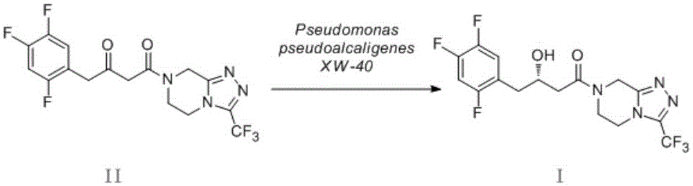 Pseudomonas pseudoalcaligenes and application of pseudomonas pseudoalcaligenes to preparation of sitagliptin intermediate