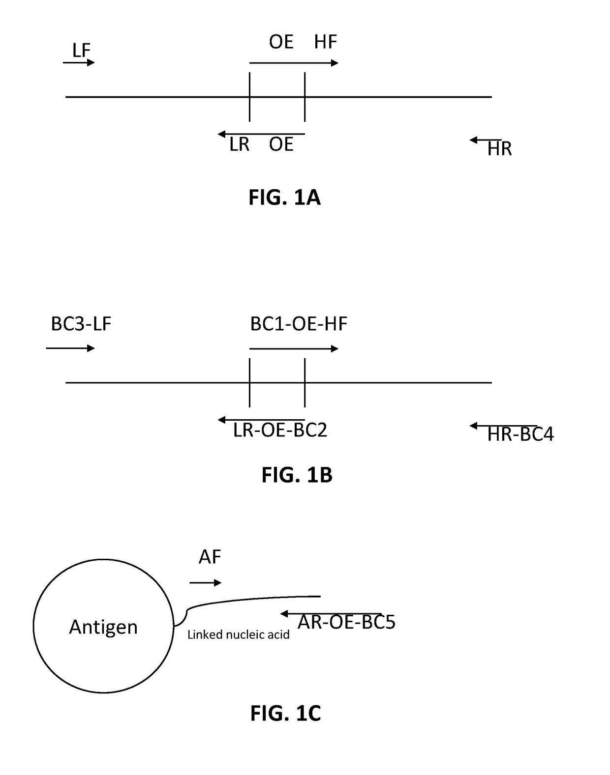 Immune Repertoire Sequence Amplification Methods and Applications