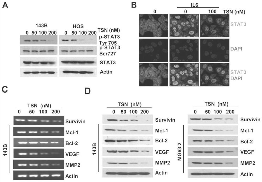 Toosendanin, a traditional Chinese medicine monomer, as a stat3 inhibitor and its application in the preparation of anti-osteosarcoma drugs