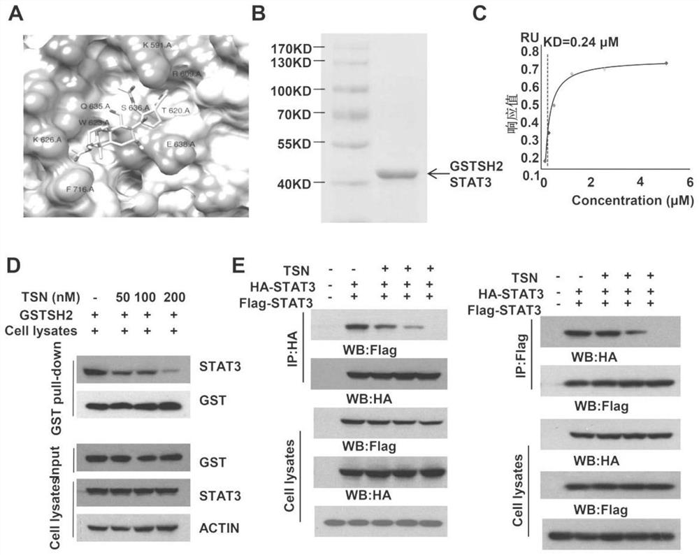 Toosendanin, a traditional Chinese medicine monomer, as a stat3 inhibitor and its application in the preparation of anti-osteosarcoma drugs