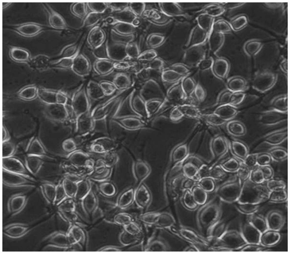 A kind of insect cell line and its application of serum-free suspension culture