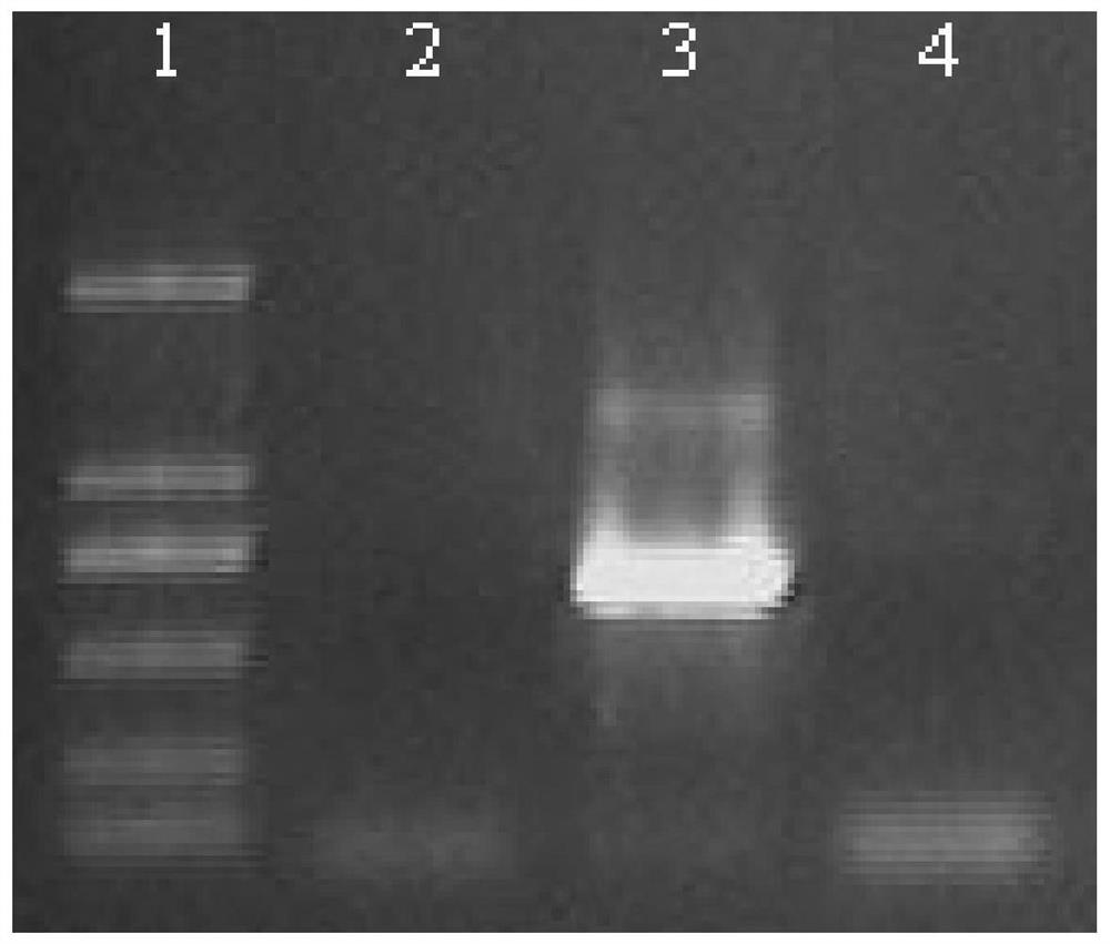 A kind of insect cell line and its application of serum-free suspension culture