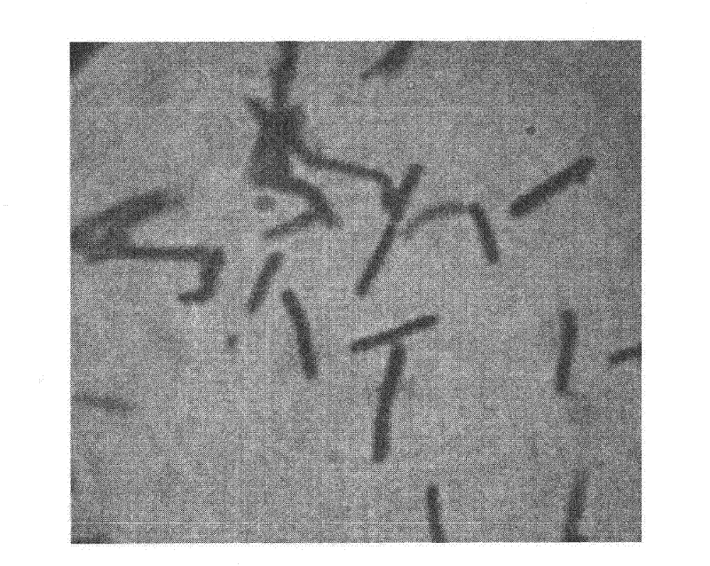 Preparation method, product and application of lactobacillus whole peptidoglycan with effect for resisting beta-lactoglobulin hypersusceptibility