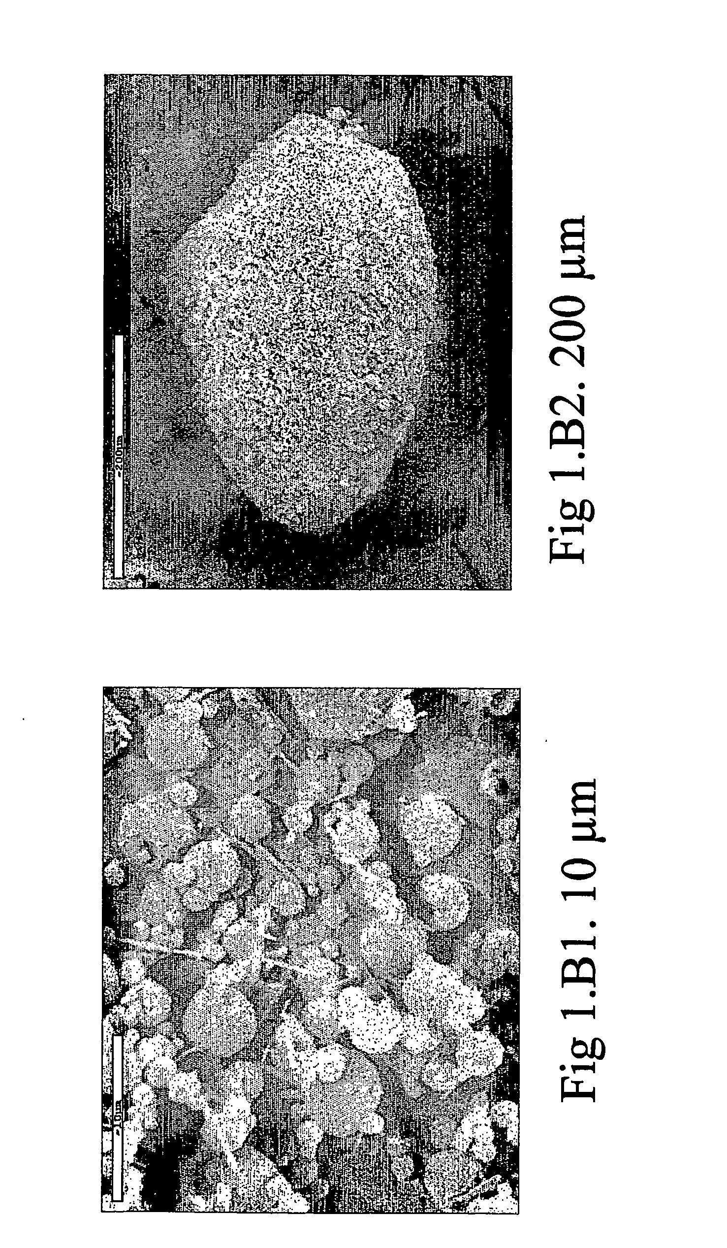 Powder for nasal administration of drugs