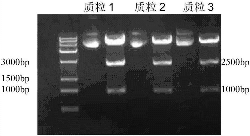 Construction and application of immortalized primary generation sheep lung cell line