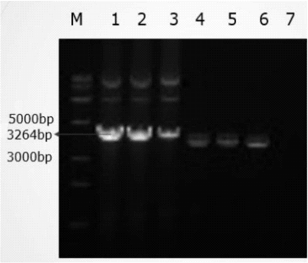 Construction and application of immortalized primary generation sheep lung cell line