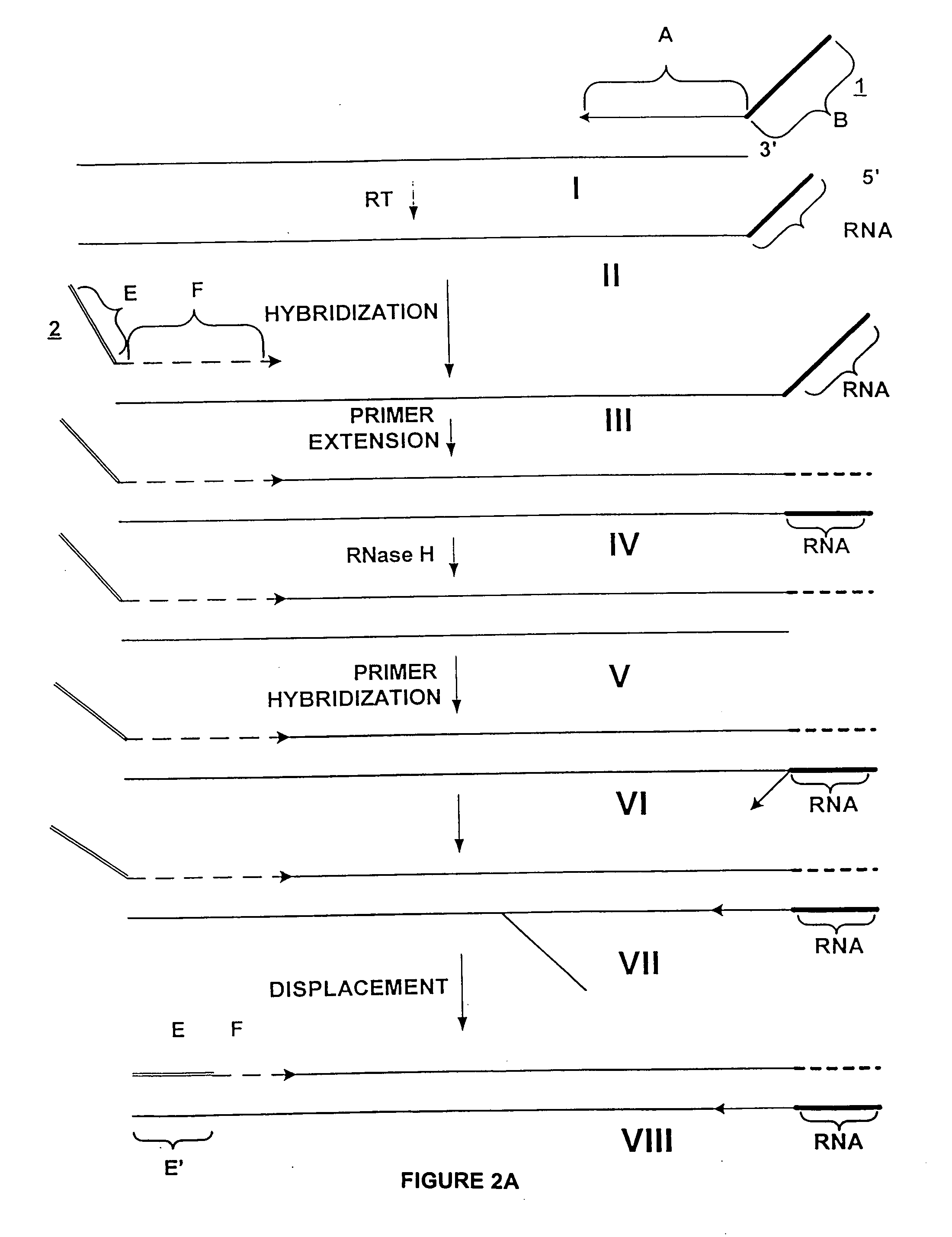 Methods and compositions for amplification of RNA sequences