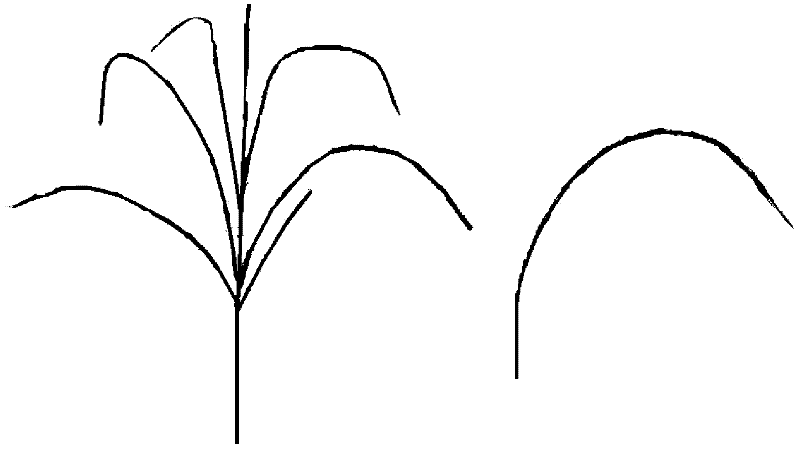 Plant animation synthesis method