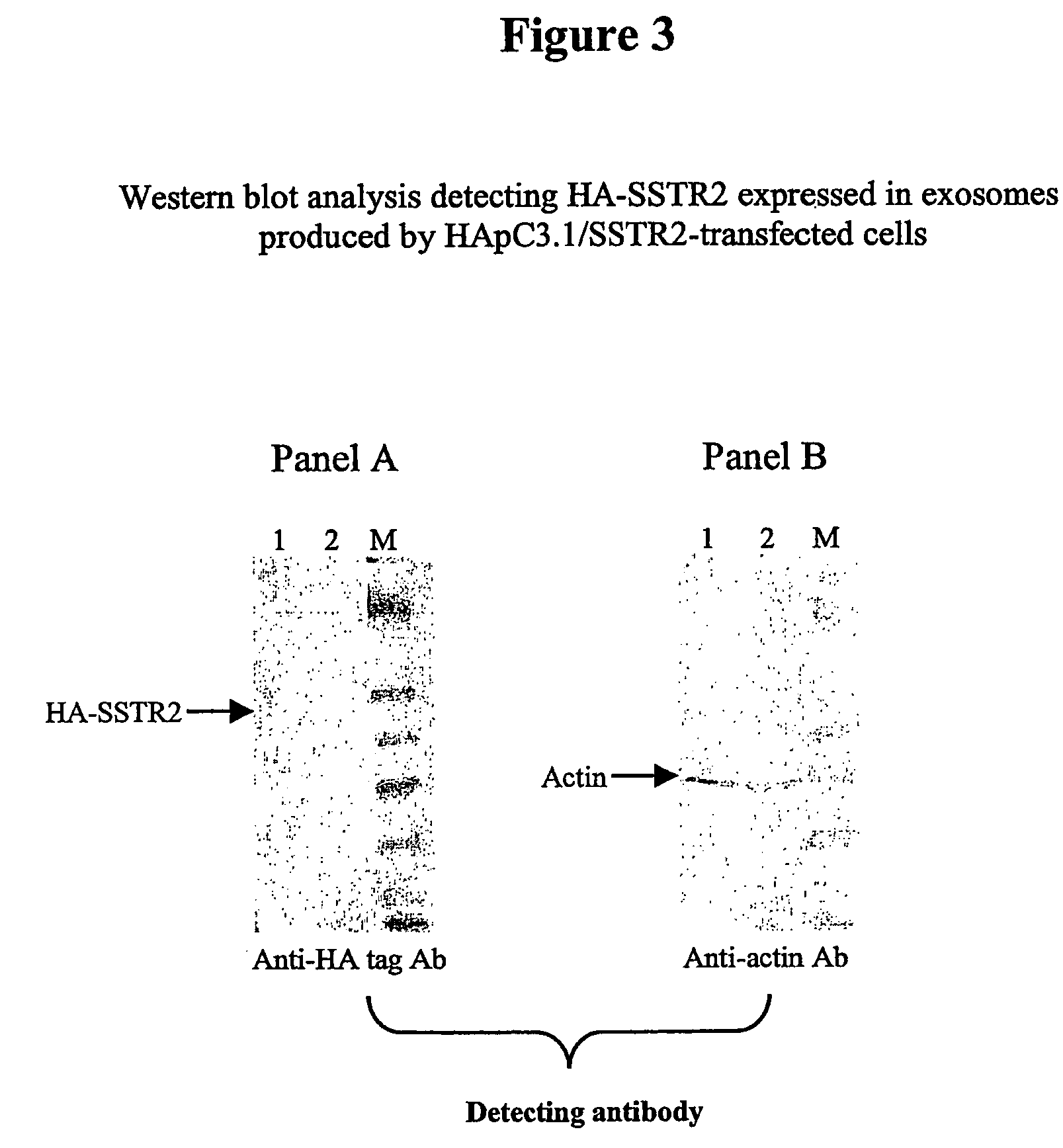 Methods and compounds for raising antibodies and for screening antibody repertoires