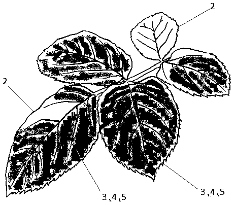 Method for imitating urban landscape into flowers and landscape