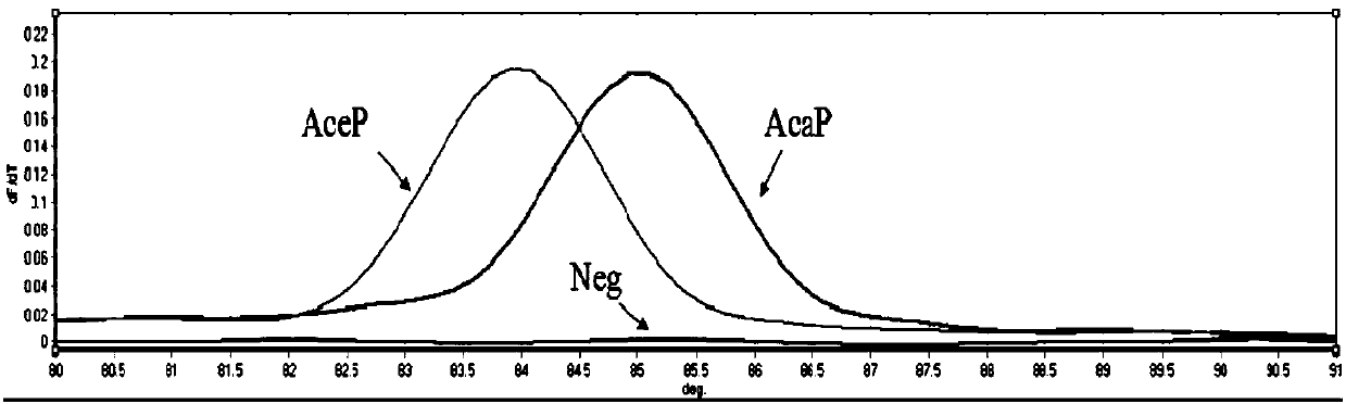 SNP molecular marker ITS296 for detecting dog-derived Ceylon hookworms and ancylostoma caninum, primer and application thereof