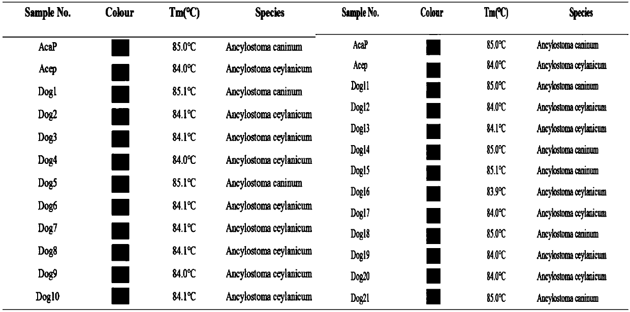 SNP molecular marker ITS296 for detecting dog-derived Ceylon hookworms and ancylostoma caninum, primer and application thereof
