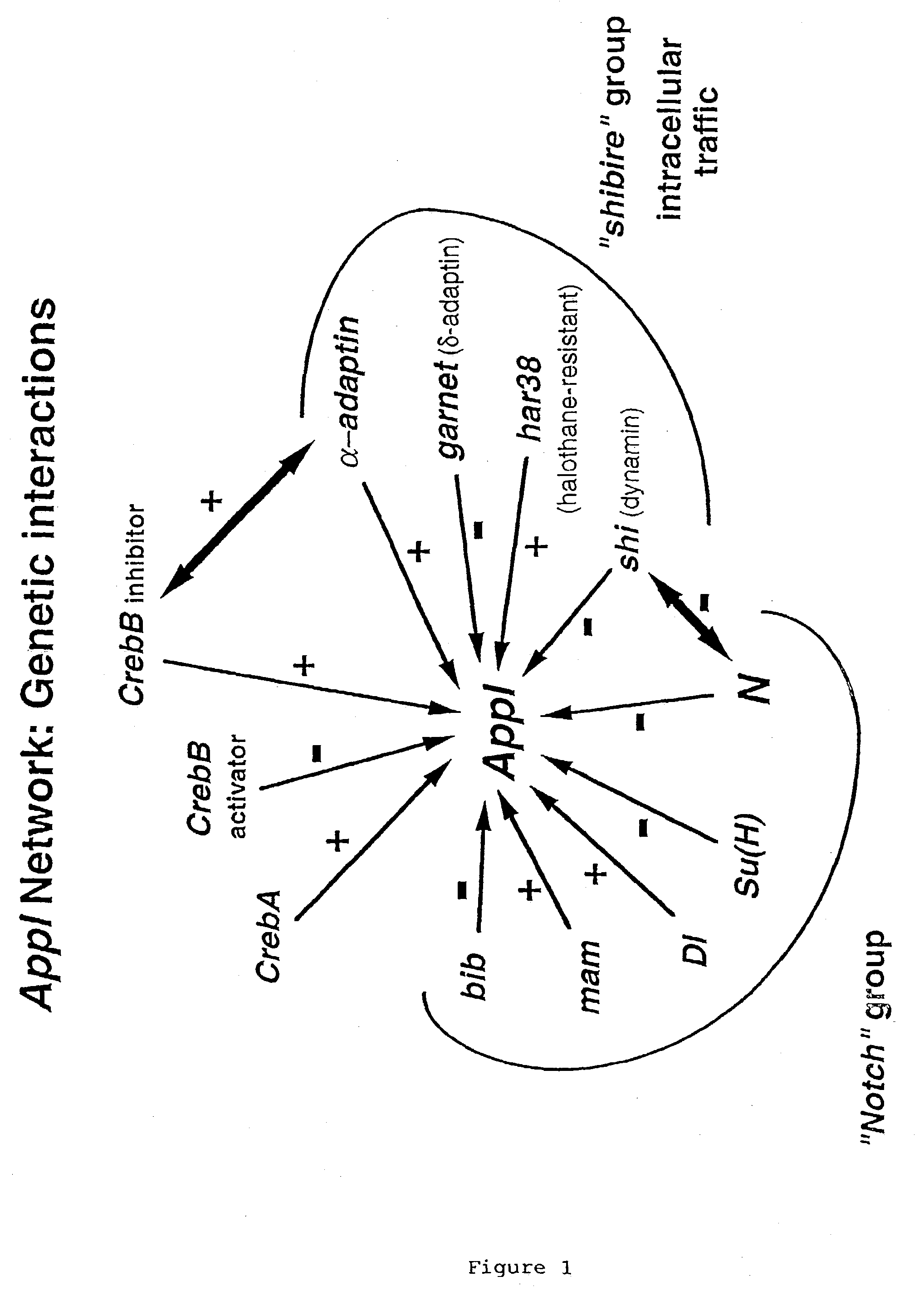 Method for functional mapping of an alzheimer's disease gene network and for identifying therapeutic agents for the treatment of alzheimer' s disease