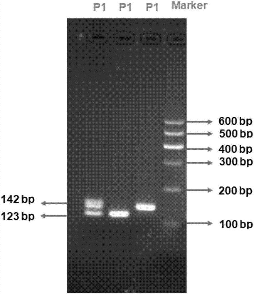 Method for detecting Indel markers of beef cattle PLAG1 genes and special kit thereof