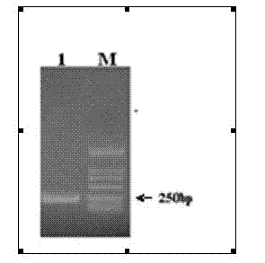 Gene engineering antibacterial peptide and preparation method and application thereof