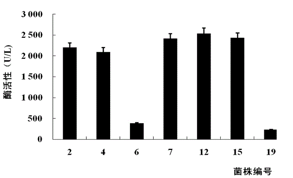 Recombinant pichia pastoris engineering bacteria and metabolic recombinant xylanase as well as preparation of metabolic recombinant xylanase