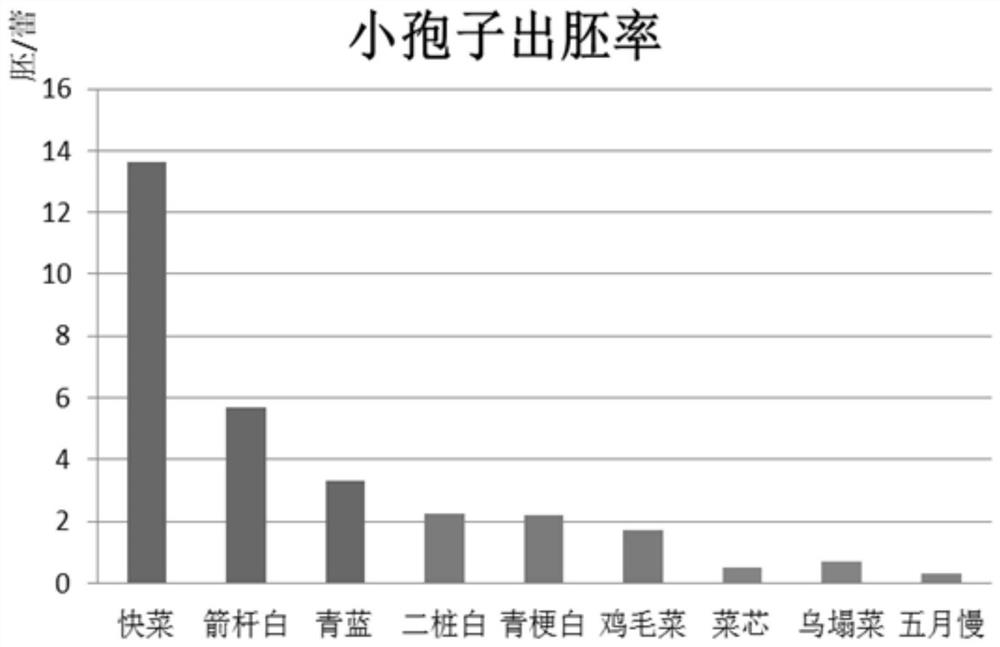 A kind of method for cultivating non-heading cabbage microspore plants