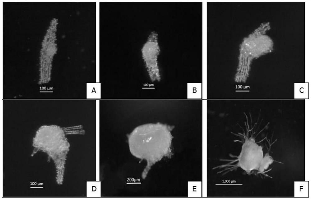 A kind of rapid propagation and in vitro preservation method of saprophytic orchid